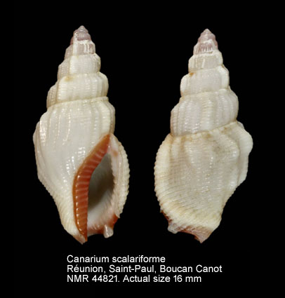 Canarium scalariforme (3).jpg - Canarium scalariforme (Duclos,1833)